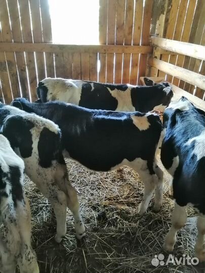 Бычки Телята