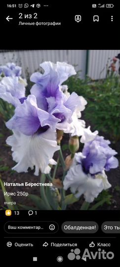 Ирисы бородатые