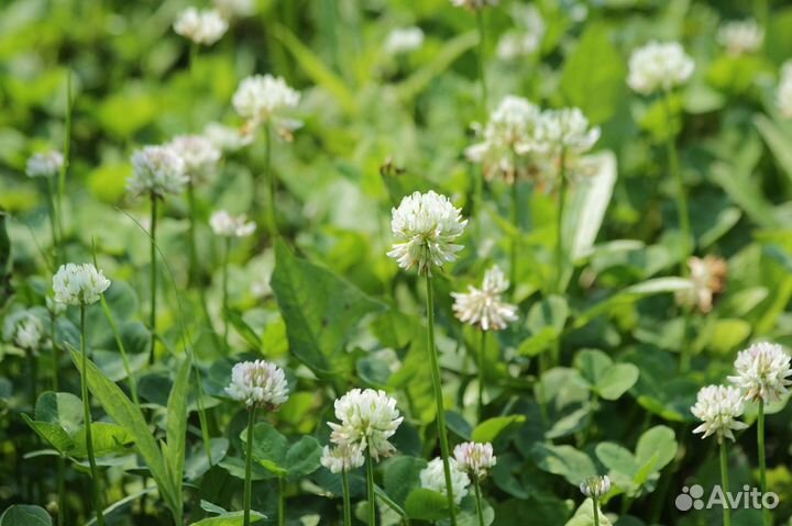 Клевер белый семена оптом