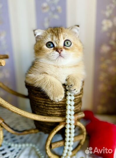 Кошечка плюшка-вислоушка)