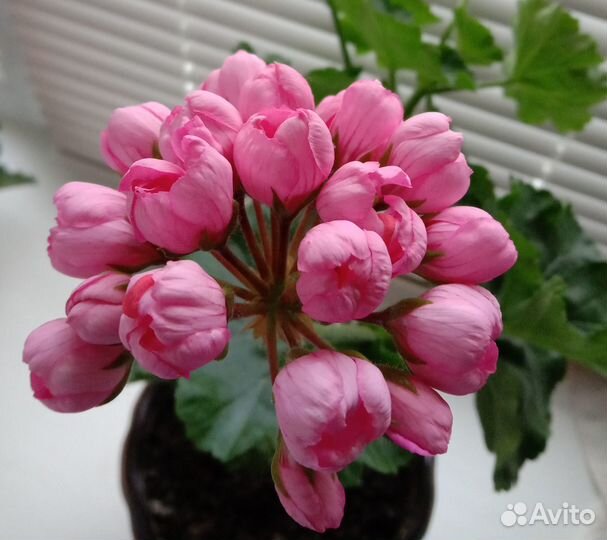 Пеларгония герань тюльпановидная