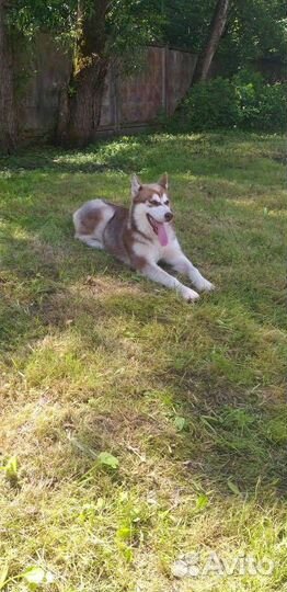 Сибирский хаски