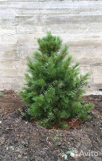 Саженцы сибирского кедра экстра класс