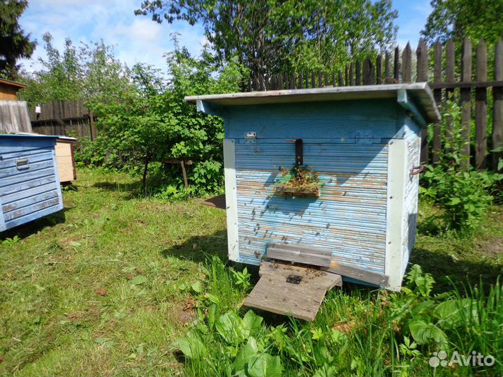 Ульи с пчелами