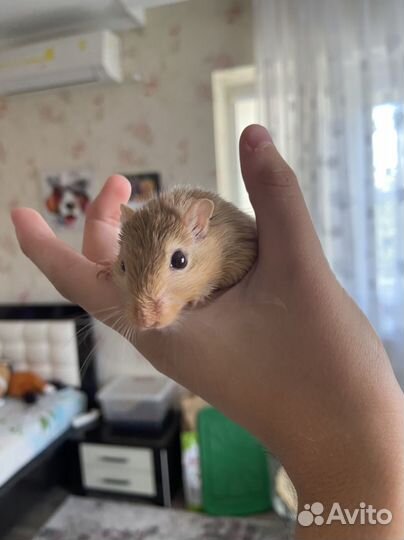 Монгольская песчанка