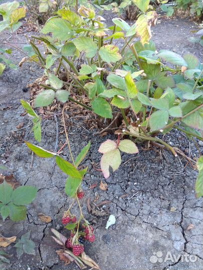 Саженцы ежевики