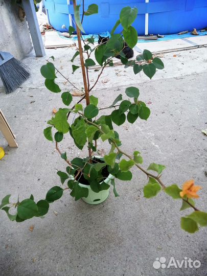 Бугенвилия