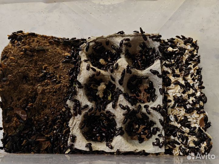 Личинки жука знахаря