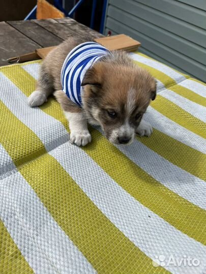 Собака в добрые руки щенок хаски