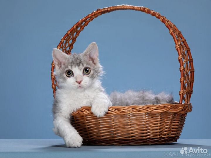 Кудрявые котята