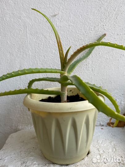 Алоэ древовидное (Aloe arborescens)