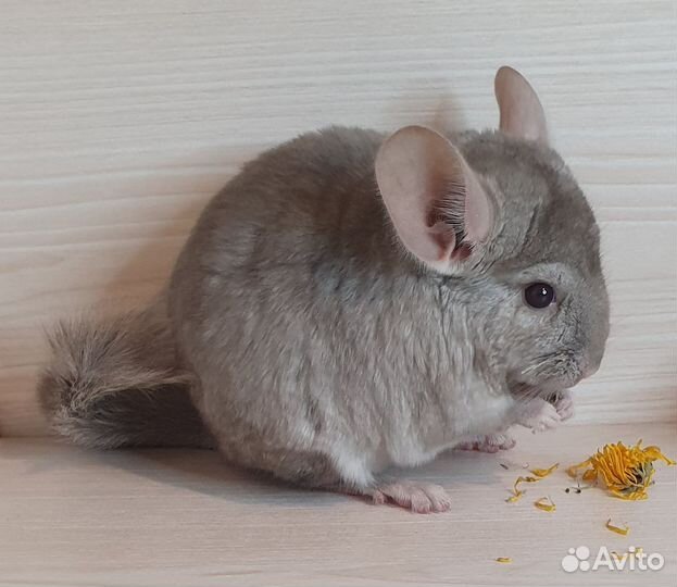 Шиншилленок мальчик гетеробежевый 2 мес