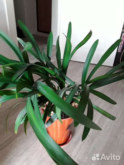 Эухарис, кливия