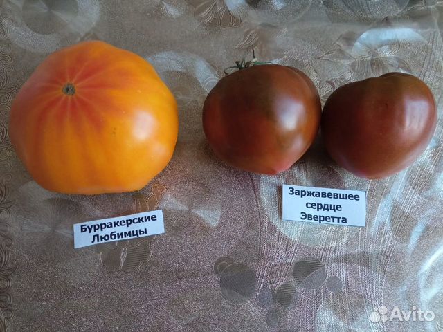 Семена редких коллекционных сортов томатов