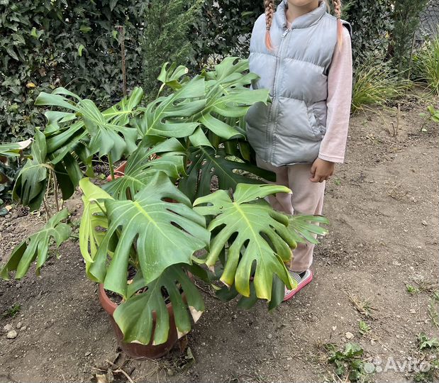 Роскошные монстеры для Вашего интерьера