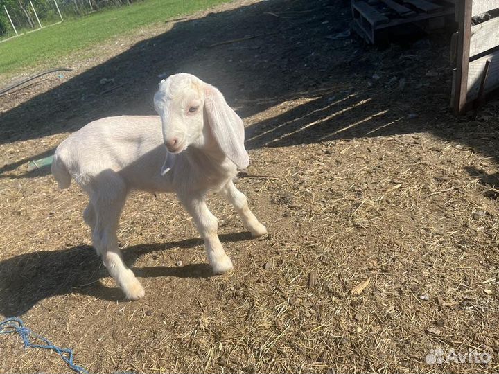 Козлята нубо-камори