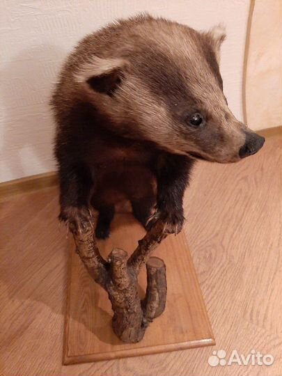 Чучело барсука