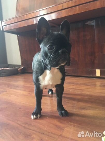 Передержка животных