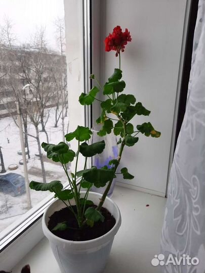 Герань красная