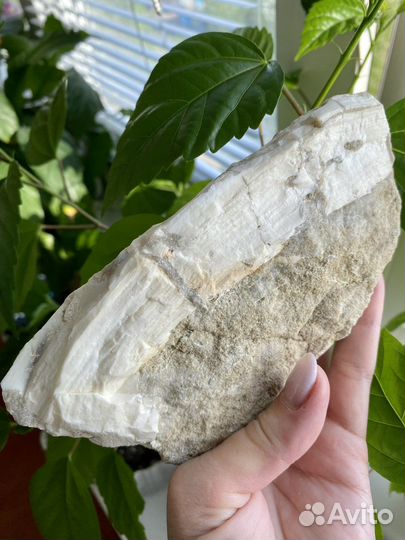 Окаменелое Дерево