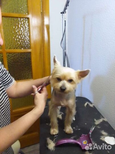 Грумер собак