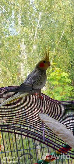 Птенцы нимфа-корелл