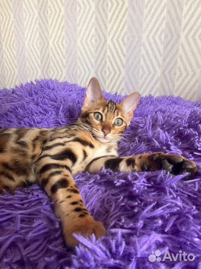 Бенгальские котята