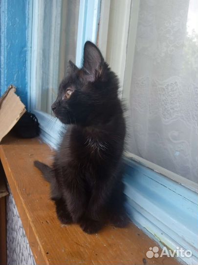 Сибирская кошечка