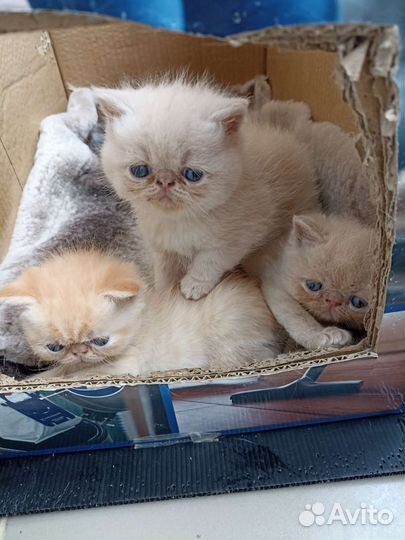 Персидская