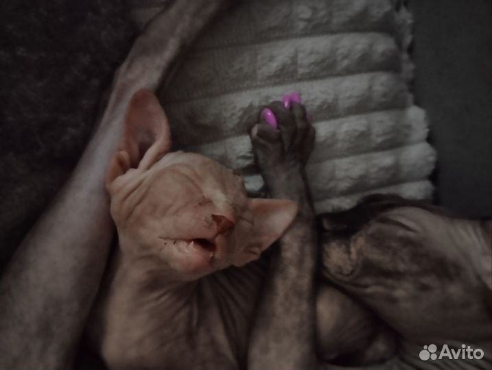 Канадский сфинкс котенок