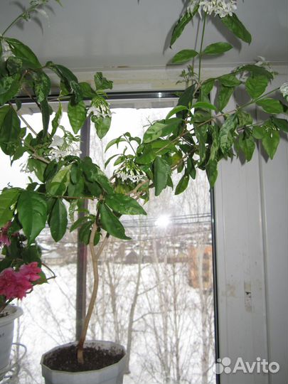 Райтия религиоза вариегата