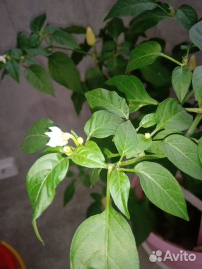 Перец комнатный острый