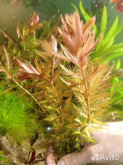 Аквариумные растения