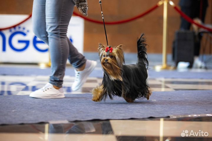 Молодой кобель йоркширского терьера для вязок