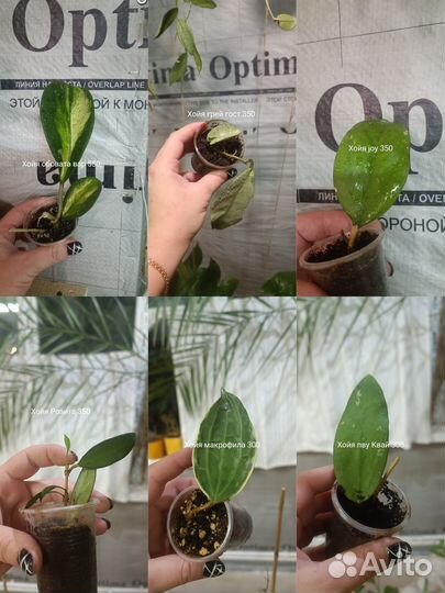 Хойи укорененные и на срез