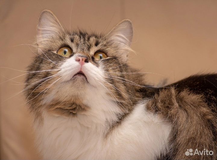 Котик Коврик