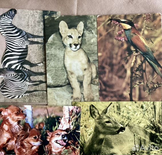 Лот. Коллекция открыток. Винтаж