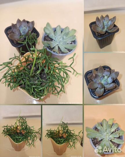 Цветы для дома