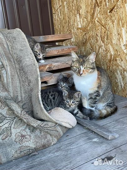 Отдам в добрые руки котят
