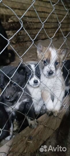 Щенки лайки