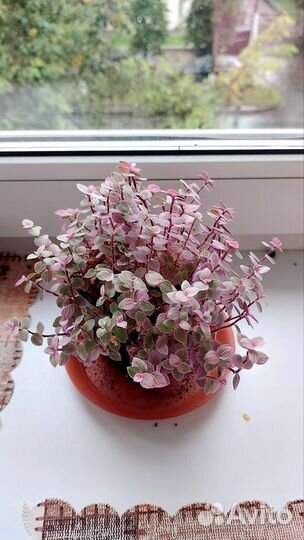 Каллизия Розовая пантера