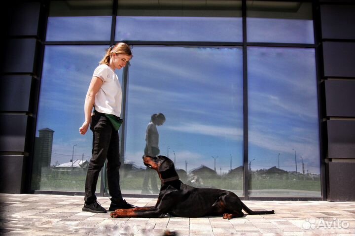 Дрессировка собак, зоогостиница