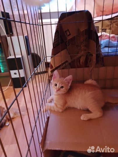 Рыжий котенок