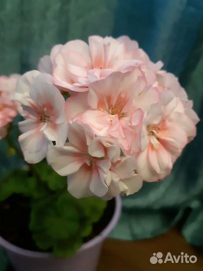 Герань пеларгония сортовая,карликовая Twudees