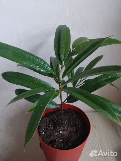 Фикус Биннендийка Али