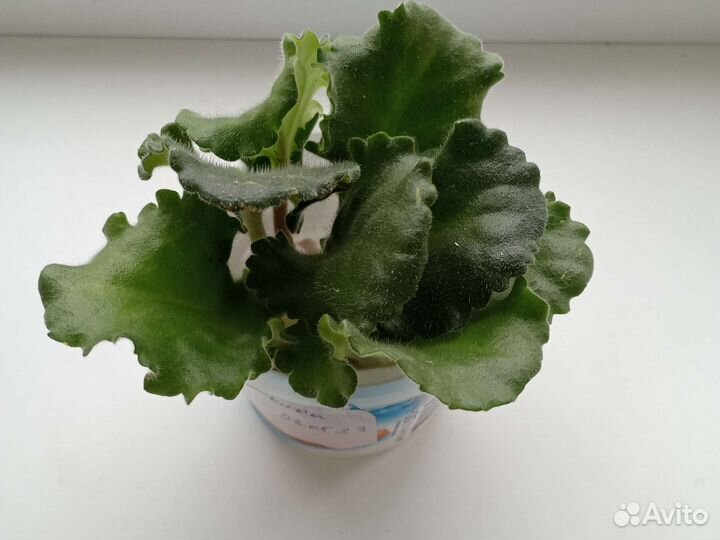 Листики сортовых фиалок