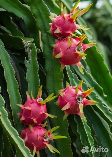 Питахайя драконий фрукт