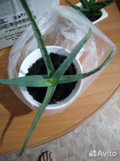 Алоэ столетник