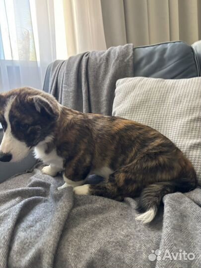 Вельш-корги кардиган щенки