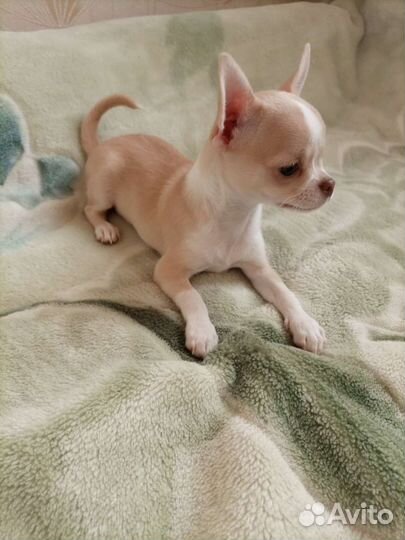Щенки чихуахуа мальчики